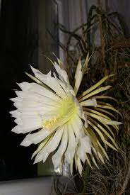 How To Care For Queen Of The Night Cactus Purple Flower