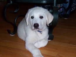 Black And White Great Pyrenees Lab Mix Pin By Lynn Storms Russell On Puppy Love Cute Puppy Pictures Animal Antics Little Puppies
