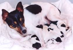 (mini fox terrier) (mini foxi) (mini foxie) the miniature fox terrier breed is known as the 'mini foxie' in its native australia. Miniature Fox Terrier For Sale Pasteurinstituteindia Com