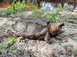 Common snapping turtles are especially notorious for getting aggressive out of the water and once again, no one really wants to lose a finger. Monster Sized Snapping Turtle Weighing 100 Pounds Is Pulled From A River In Florida Daily Mail Online