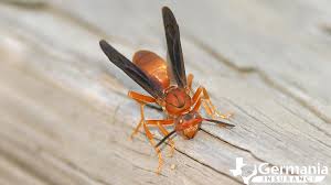 The western cicada killer is closer in color to the asian giant hornet, being reddish brown and yellow. Texas Insect Stings You Ll Want To Avoid