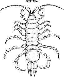 Image result for Cyperus breviradius