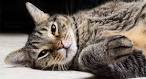 The 5 Tabby Cat Patterns - Catster