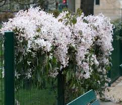 Check spelling or type a new query. Clematis Armandii Clematis Armandii Autumn Clematis Sweet Autumn Clematis