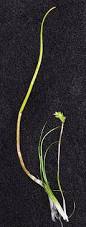 Image result for Syncolostemon sp. nov. aff. teucriifolius