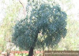 Image result for Cussonia sessilis