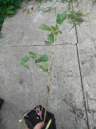 Maybe you would like to learn more about one of these? 1 Jeanne Gooseberry Live Rooted Plant And 45 Similar Items