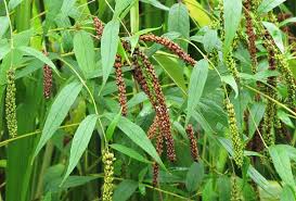 Image result for Buddleja asiatica