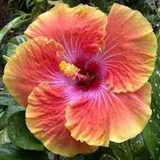 Georgia S Pearly Hibiscus Hibiscus Flowers Hibiscus Beautiful Flowers