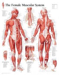 Learn how to draw man's body muscles torso anatomy for muscular guy or superhero body type. Muscular System Female Educational Chart Poster Posters At Allposters Com Female Anatomy Reference Human Anatomy Female Human Body Anatomy
