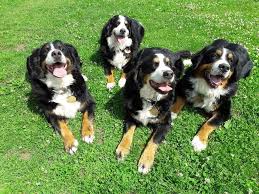 Aggression oder feige verhalten sind für. Berner Sennen Welpen Tiermarkt Net