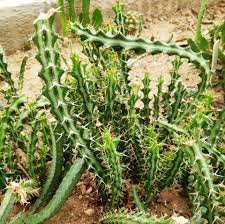 Image result for Euphorbia schinzii