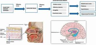 Image result for Drug-Induced Olfactory Dysfunction