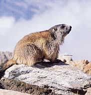 Tierstimmen Stimme Gamswild Stimme Hirsch Stimme Wildschwein Stimme Rehwild Stimme Fuchs Stimme Luchs Stimme Dachs Stimm Wilde Tiere Wildschwein Tiere