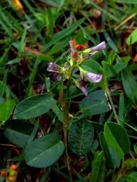 Image result for Alysicarpus zeyheri