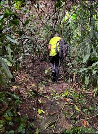 Image result for Rytigynia ruwenzoriensis