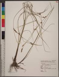 Image result for Rhynchospora rugosa
