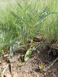 Image result for Elephantorrhiza elephantina