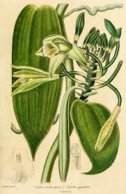 Image result for Vanilla crenulata