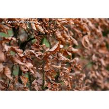 Image result for hornbeam hedge in winter