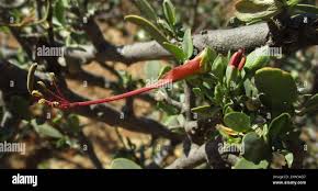 Image result for Cadaba termitaria