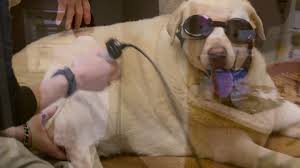 Hours may change under current circumstances Welcome To Veterinary Medical Center Serving Pet Owners Of Easton Md