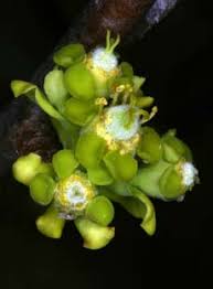 Image result for Euphorbia depauperata