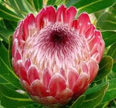 Their description raises the number of. 170 Protea Flower Y TÆ°á»Ÿng Hoa Hoa Ä'áº¹p Cape Town