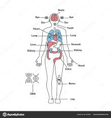 Pictures Human Anatomy Diagram Organs Male Human Anatomy
