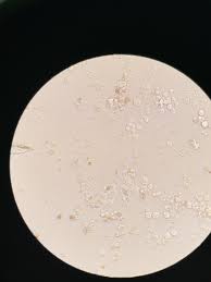 In animal cell culture the addition of serum to media is essential for providing mcq. 780 Questions With Answers In Fetal Bovine Serum Science Topic