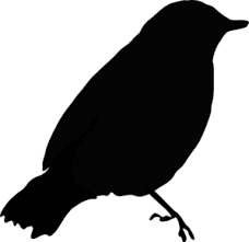 Image result for bird silhouette