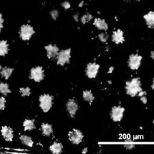 Image result for Combretum oxystachyum