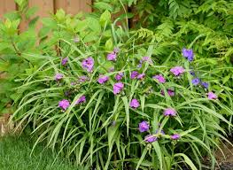 Dreimasterblume Tradescantia Pflanzen Hangepflanzen Zimmer Bepflanzung