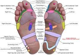 Image Result For Reflexology Foot Chart Pdf Foot