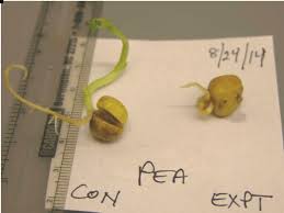 Sugar snap peas have a more rounded pod compared to the flat and thick pod of the snow pea. Germinating Sugar Snap Pea Seedlings Fabaceae Family After 2 Weeks Download Scientific Diagram