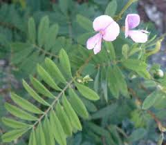 Image result for Tephrosia meisneri