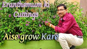Image result for Eranthemum laxiflorum