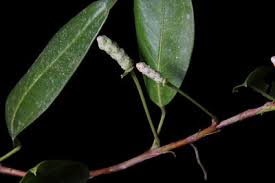 Image result for Centemopsis filiformis