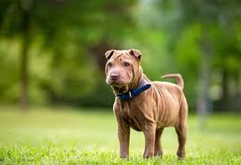 Check spelling or type a new query. Shar Pei Dog Breed Information And Personality Traits