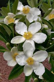 Image result for Limosella grandiflora
