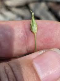 Image result for Abildgaardia ovata