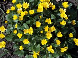 Image result for Ranunculus oreophytus