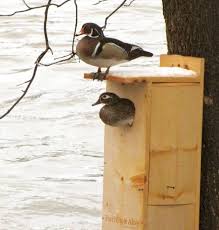 Birdhouse And Nest Box Plans For Several Bird Species The Birders Report Wood Duck House Bird Houses Nesting Boxes