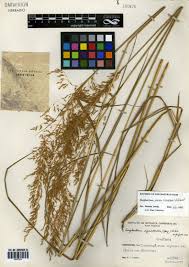 Image result for Sorghastrum stipoides