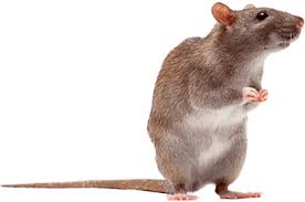 But the natural beauty also means a greater likelihood for pests due to the proximity to nature. Command Pest Control Norwich Norfolk Ipswich Sudbury Suffolk