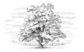 Oak Tree Landscape Sketch Tree Drawing Tree Coloring Page