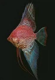 Pin By Art Zoom On Aqurium Angel Fish Tropical Freshwater Fish Freshwater Aquarium Fish