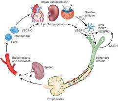 A Schematic Model Of Lymphatic Vessel Function Lymphatic Lymph System Organ Transplant