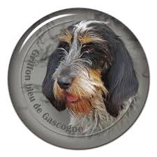 Image result for velký vendéeský hrubosrstý honič