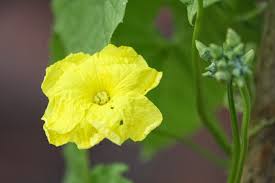 Terrace Gardening Happy Moments